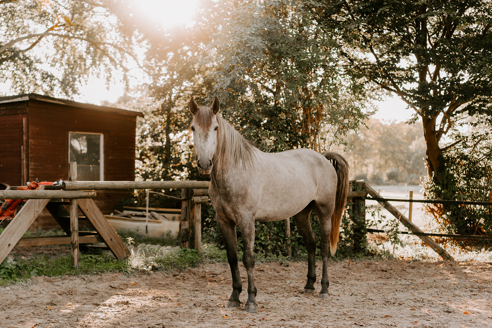 Ein Apfelschimmel steht auf einem Reitplatz vor einem Holzzaun, Morgenlicht leuchtet durch die Bäume hinter dem Zaun